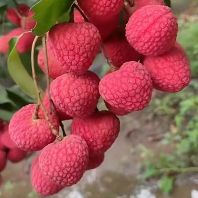 玲珑