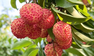 糯米糍
