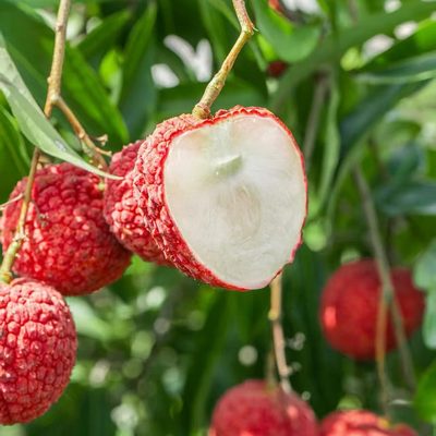 无核荔枝